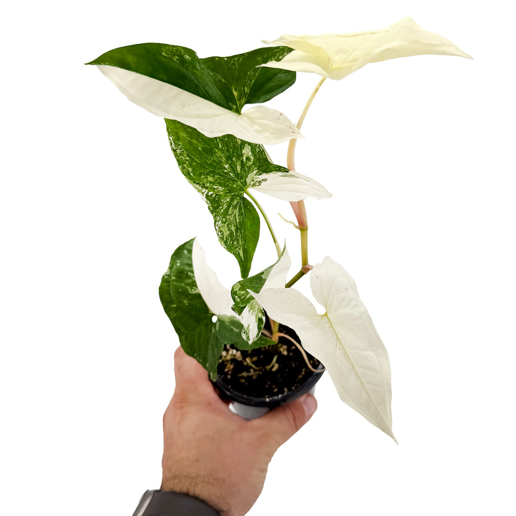 Syngonium podophyllum 'Albo Variegatum'