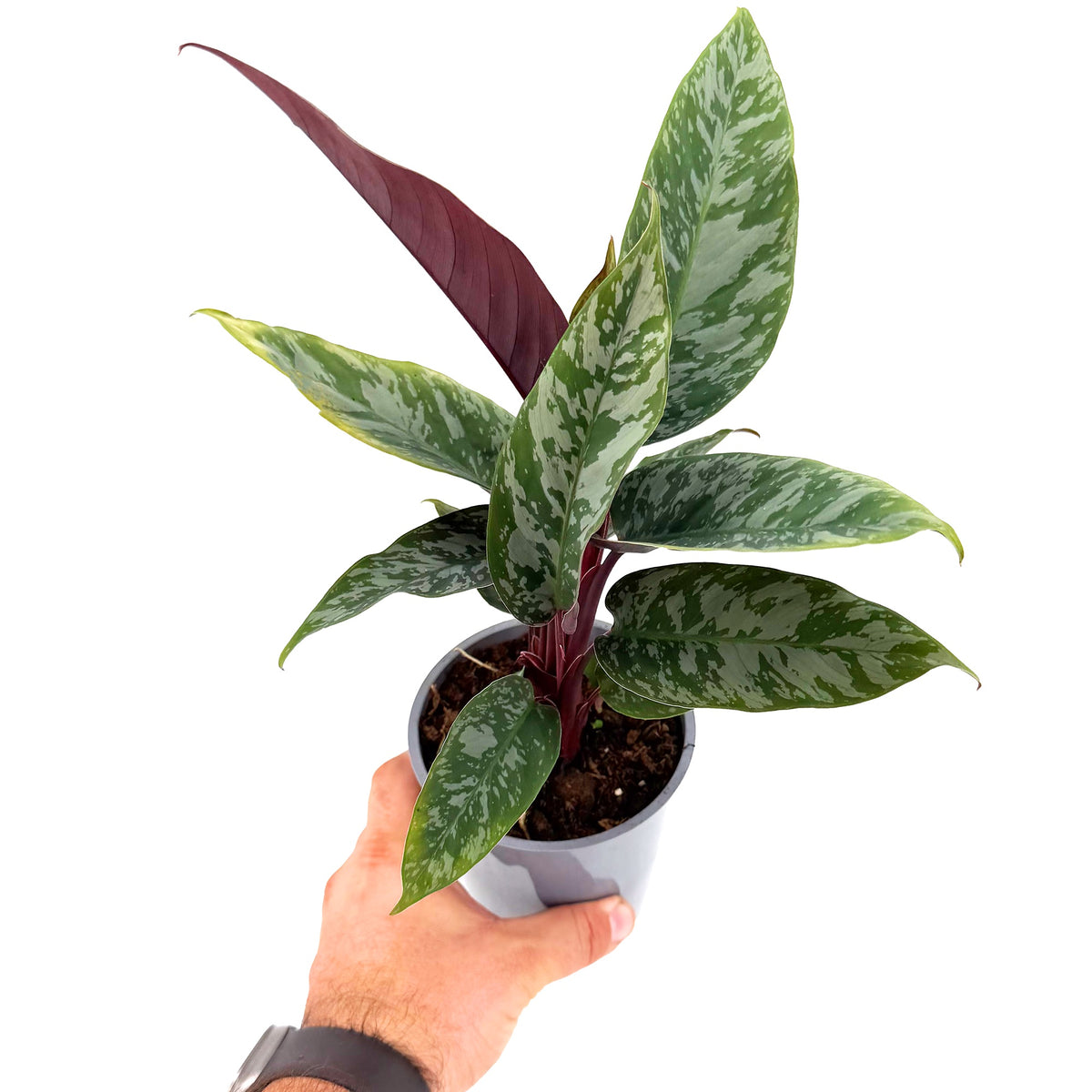 Apoballis acuminatissima ‘Lavallaei’
