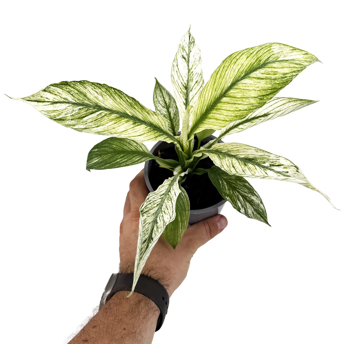 Spathiphyllum ‘Sensation Variegata’