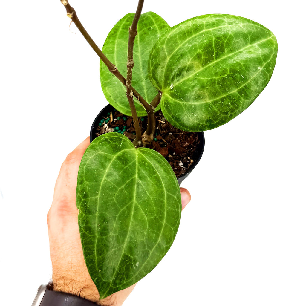 Hoya sp. ‘Sarawak’