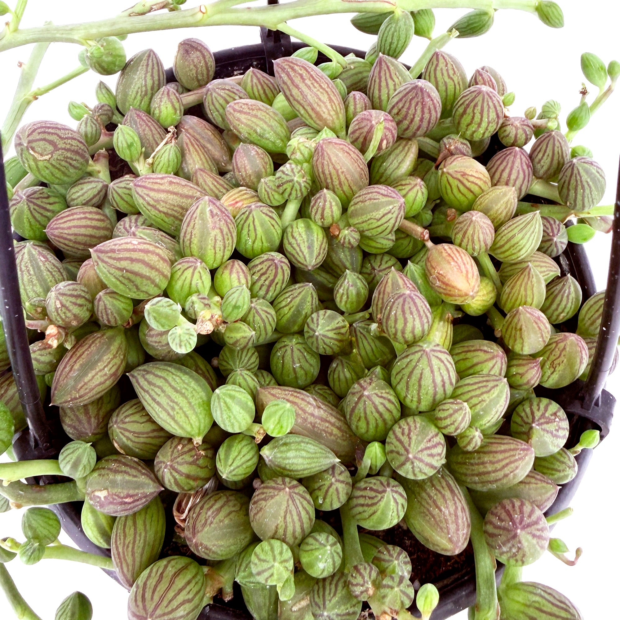 Curio herreanus 'String of Watermelons'