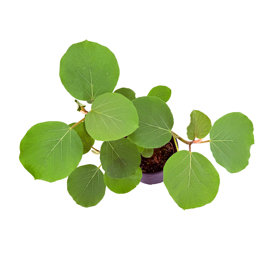 Ficus socotrana