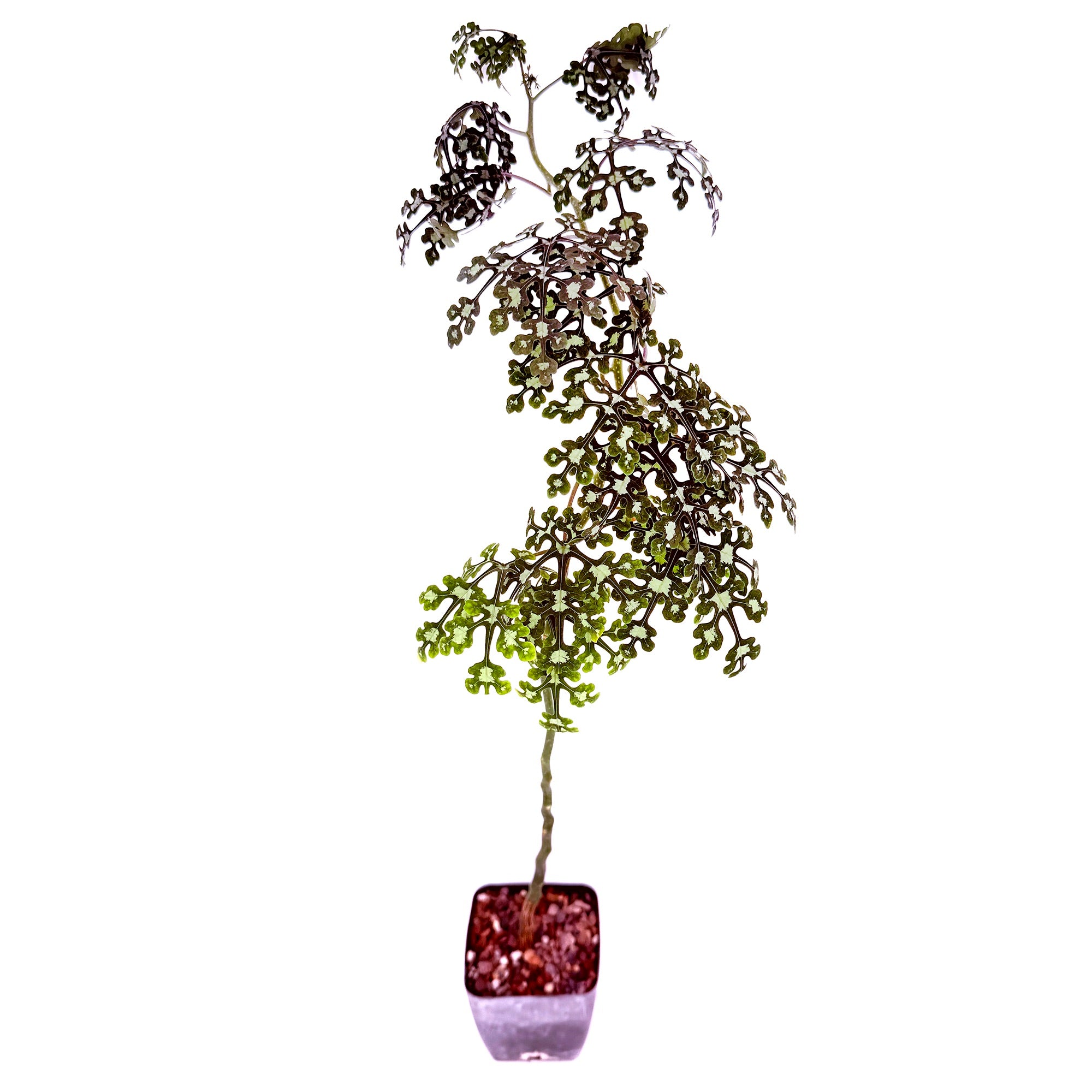 Adenia perrieri