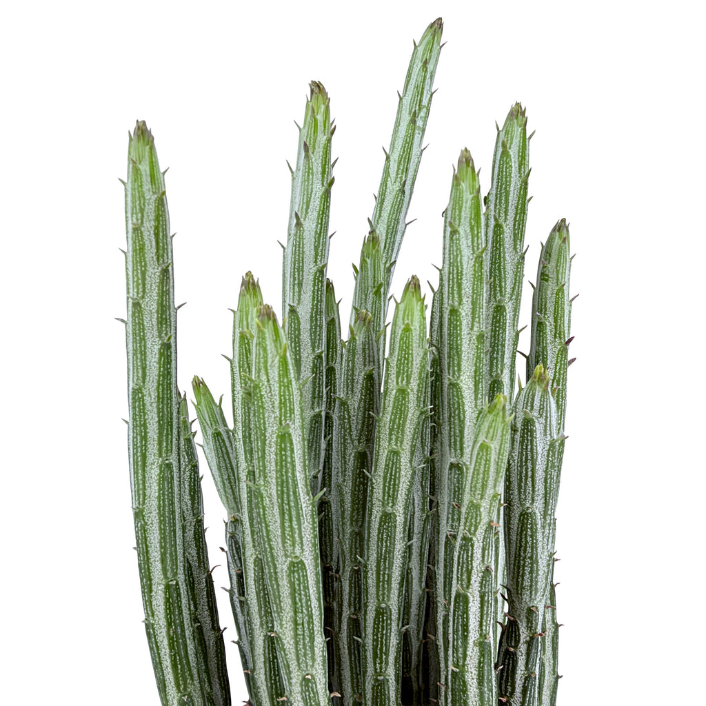 Kleinia stapeliformis 'Pickle Plant'