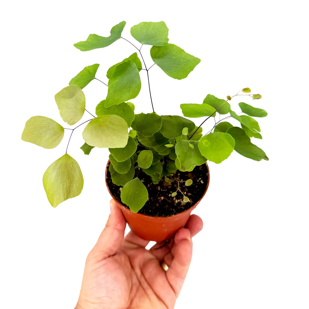 Adiantum peruvianum 'Silver Dollar Fern'