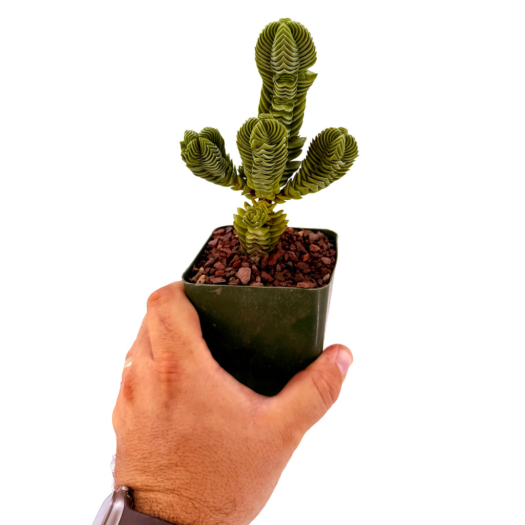 Crassula 'Buddah's Temple'
