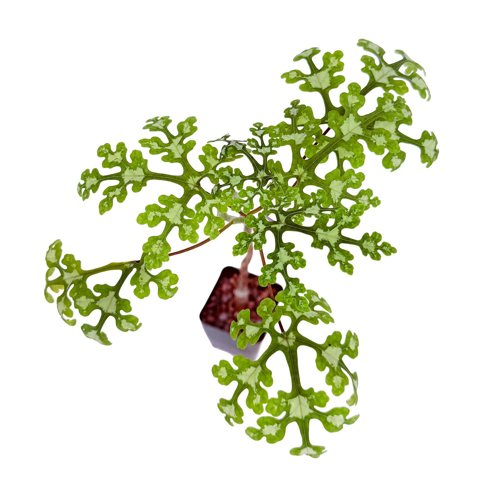 Adenia perrieri