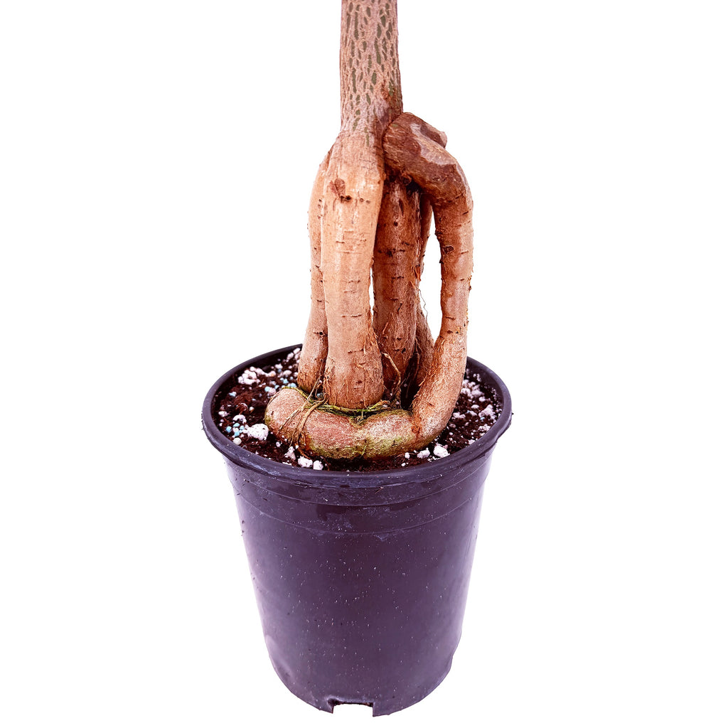 Brachychiton rupestris 'Character Cut Backs'