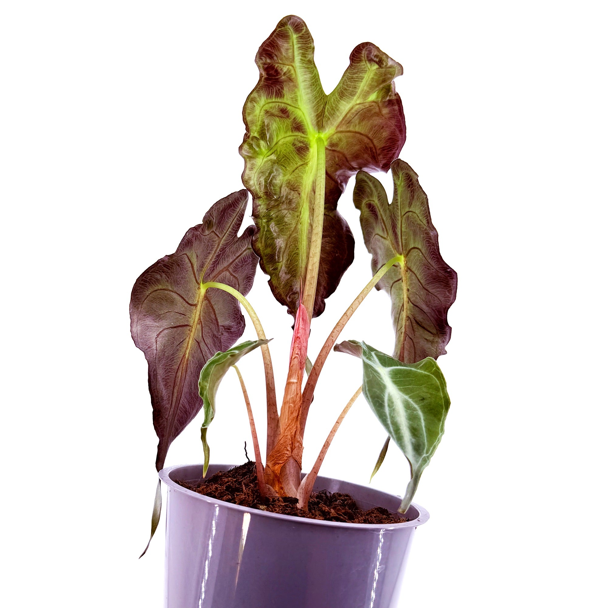 Alocasia 'Venom'