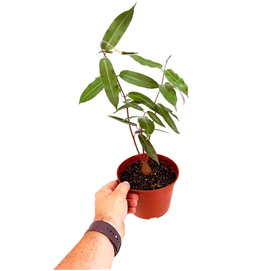 Petopentia natalensis