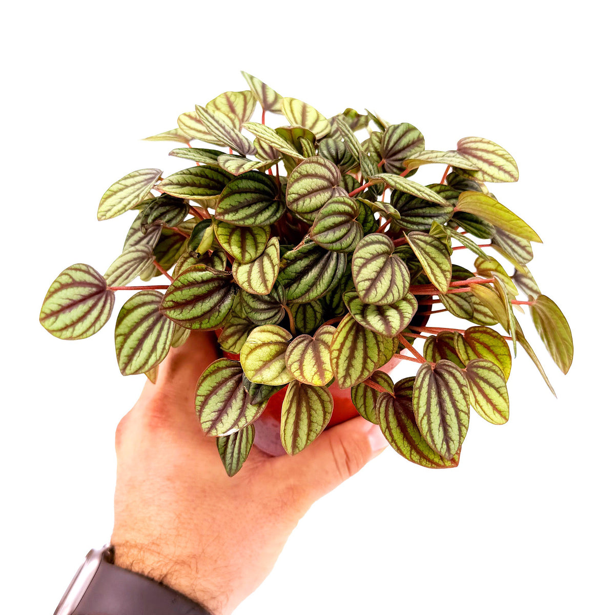 Peperomia albovittata ‘Piccolo Banda’