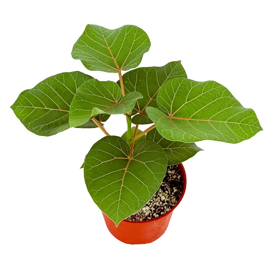 Ficus abutilifolia