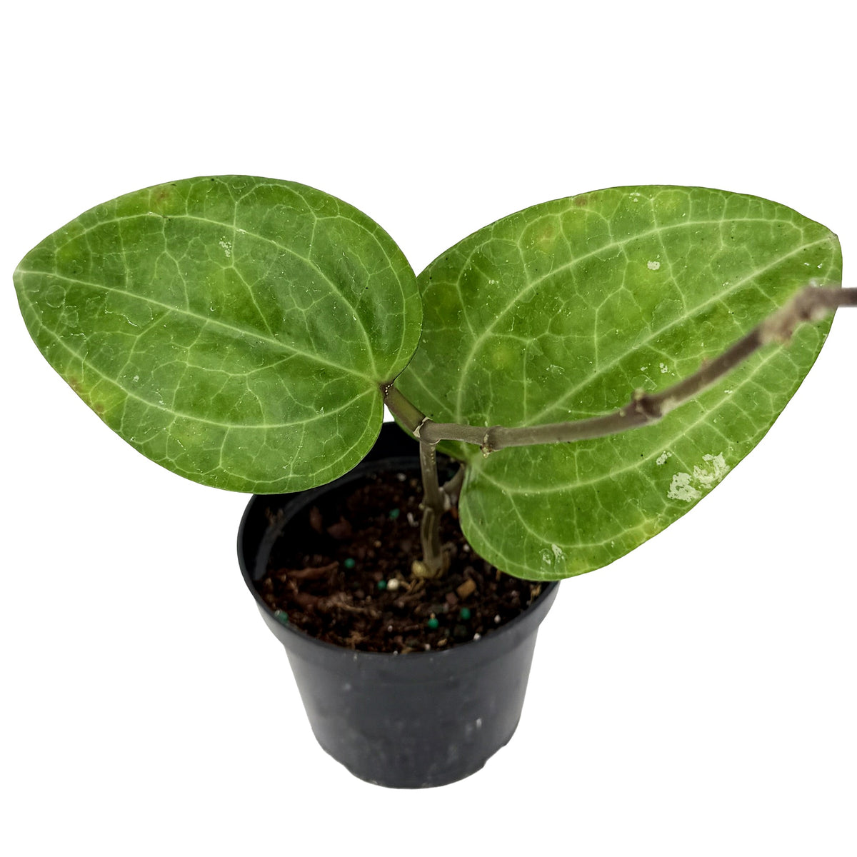 Hoya sp. ‘Sarawak’