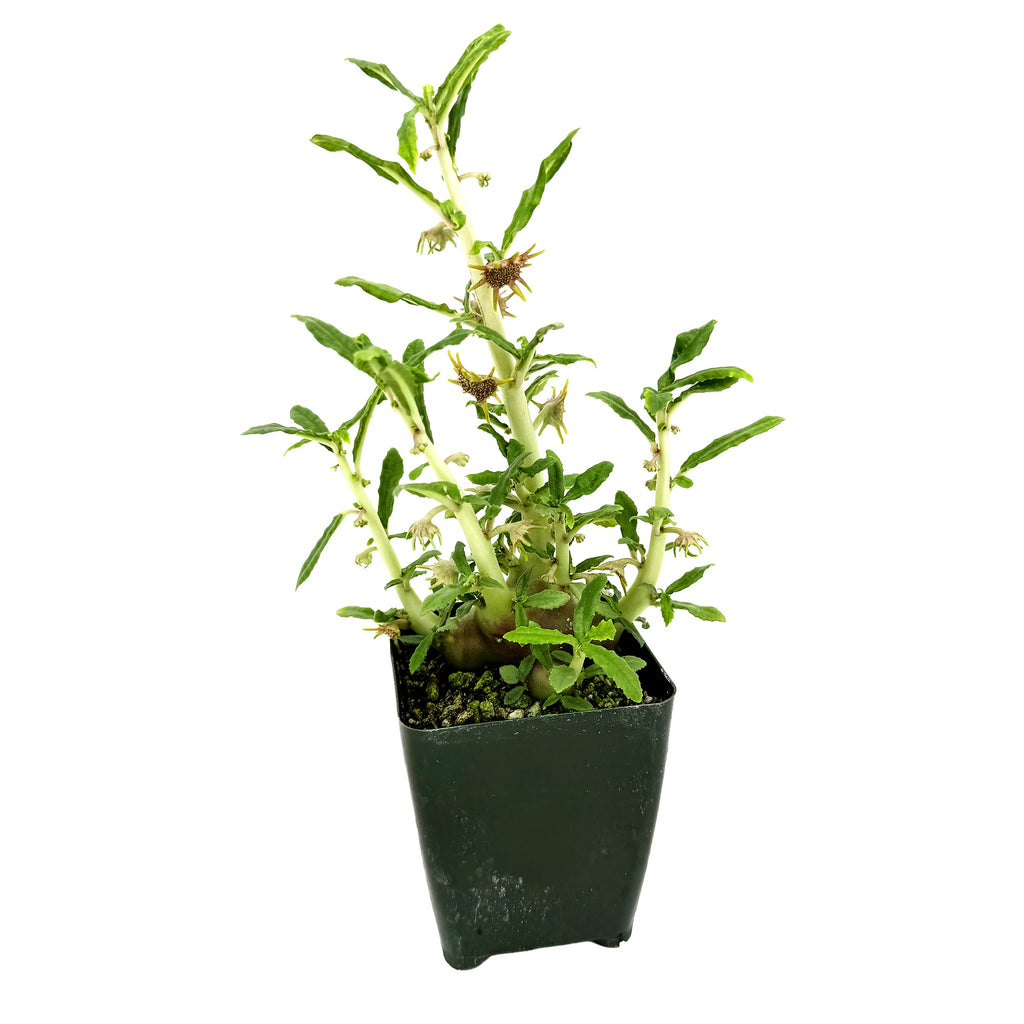 Dorstenia hildebrandtii f. crispa