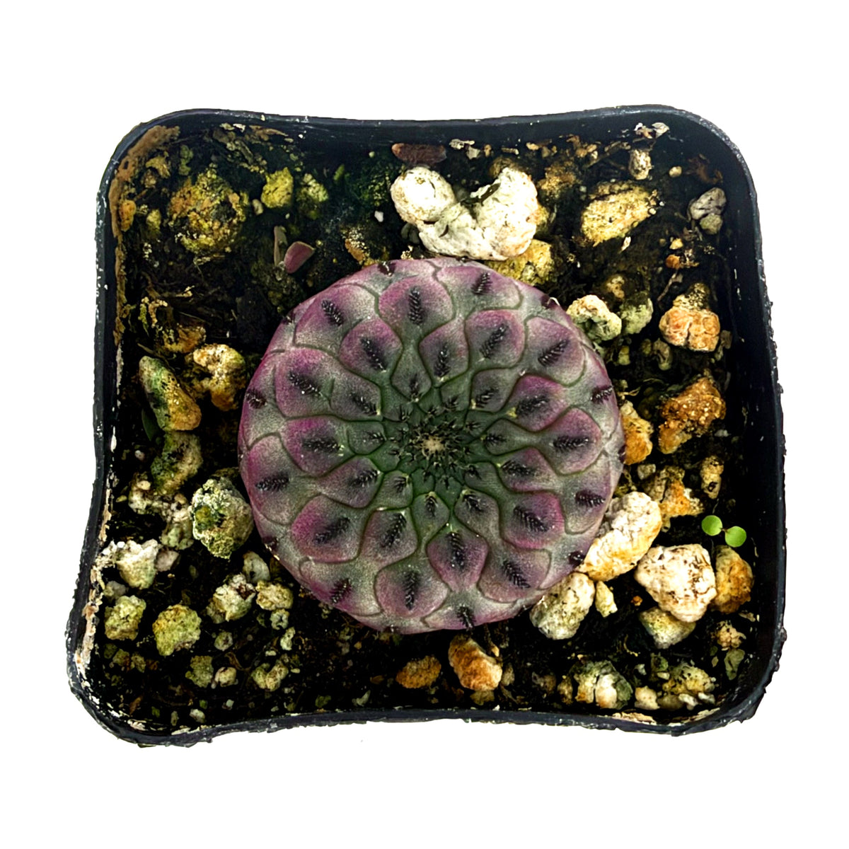 Rebutia rauschii