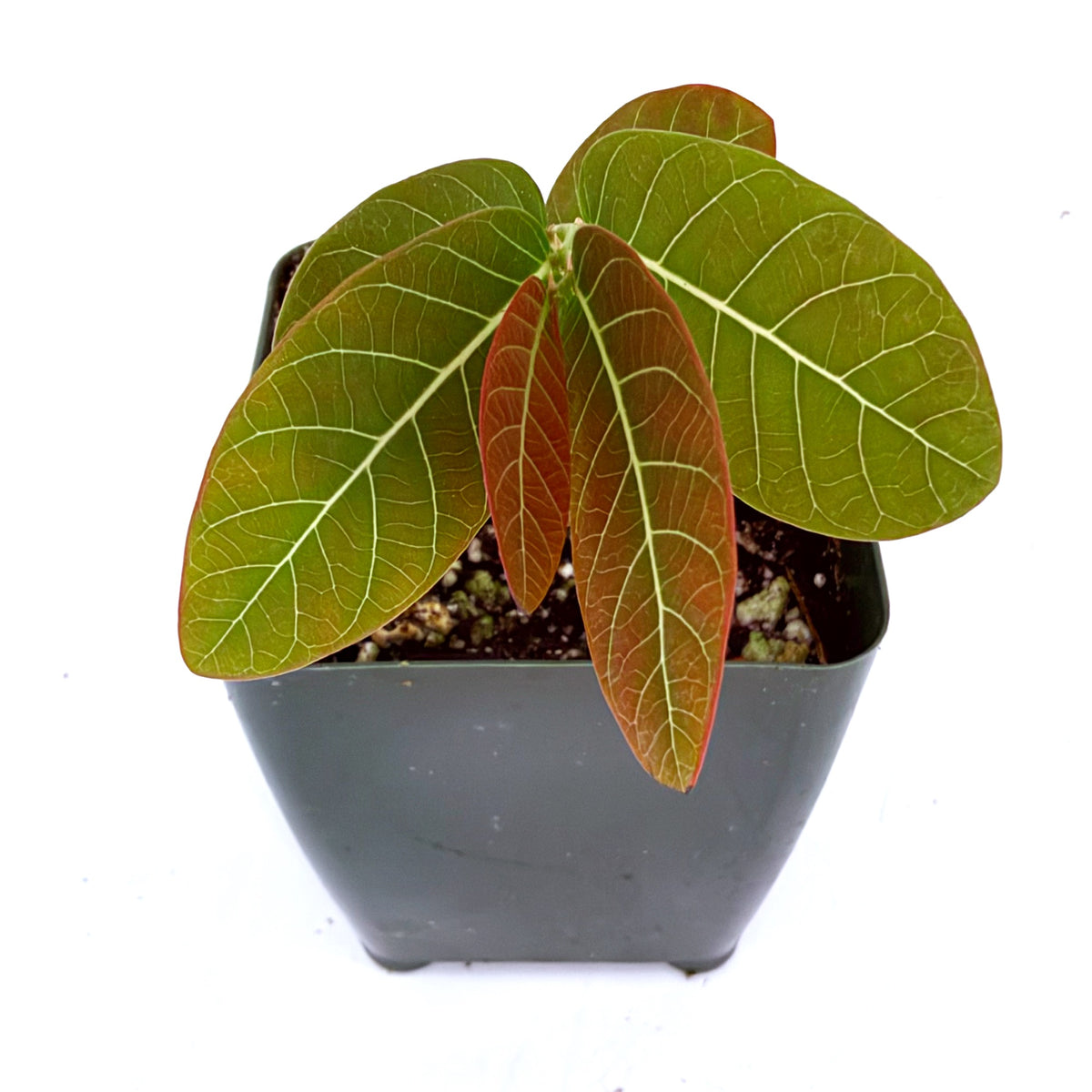 Phyllanthus mirabilis