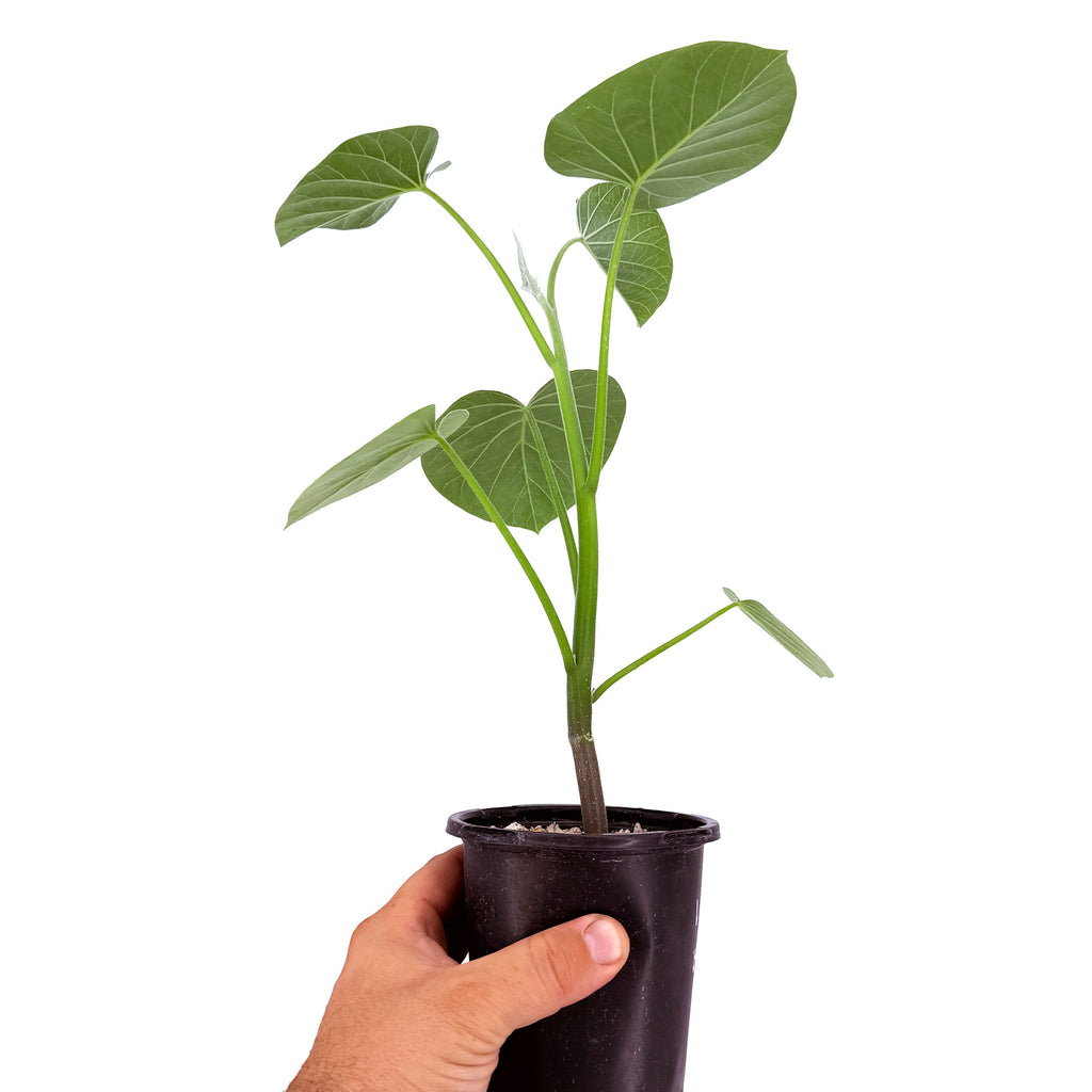 Ipomoea kituiensis