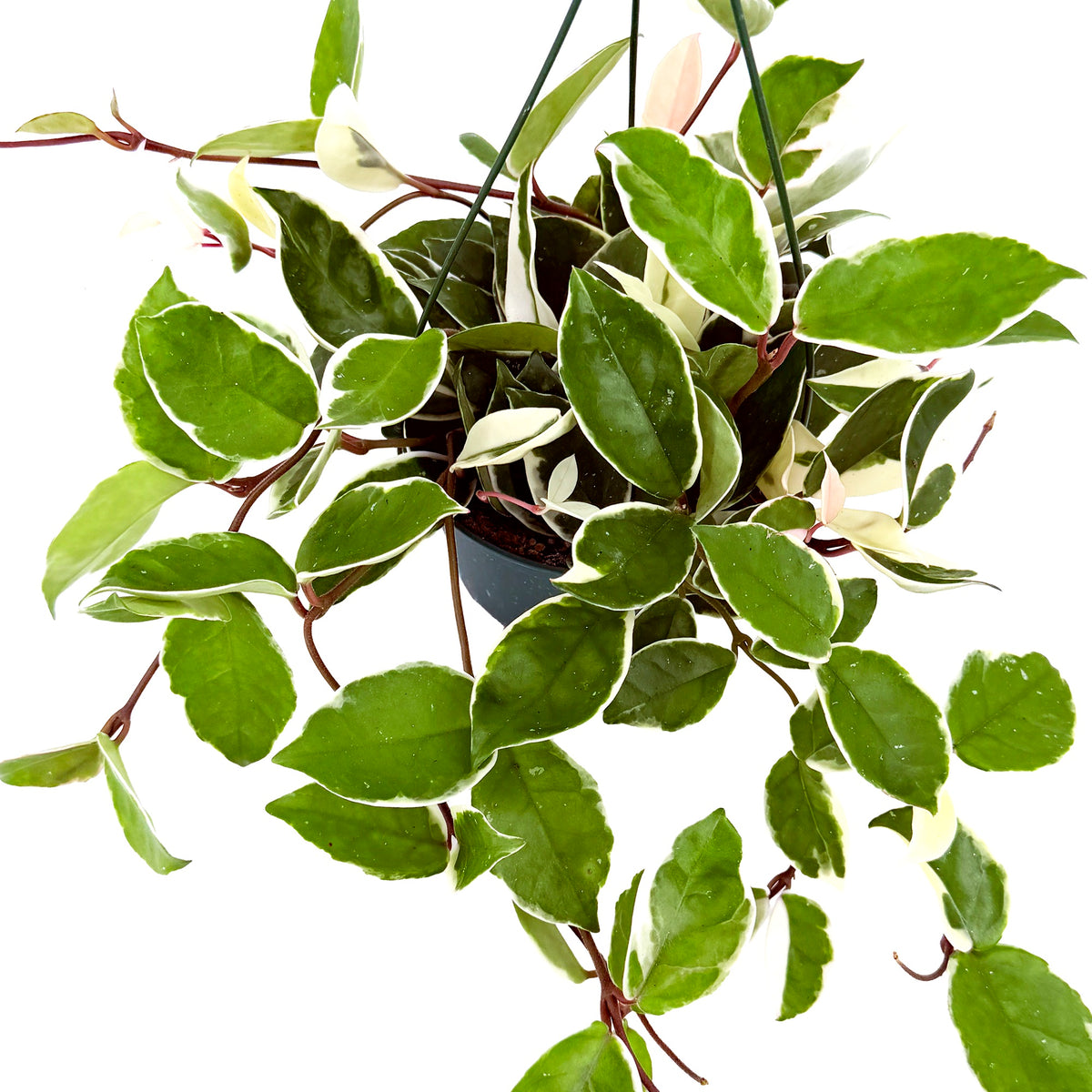 Hoya carnosa 'Tricolor'