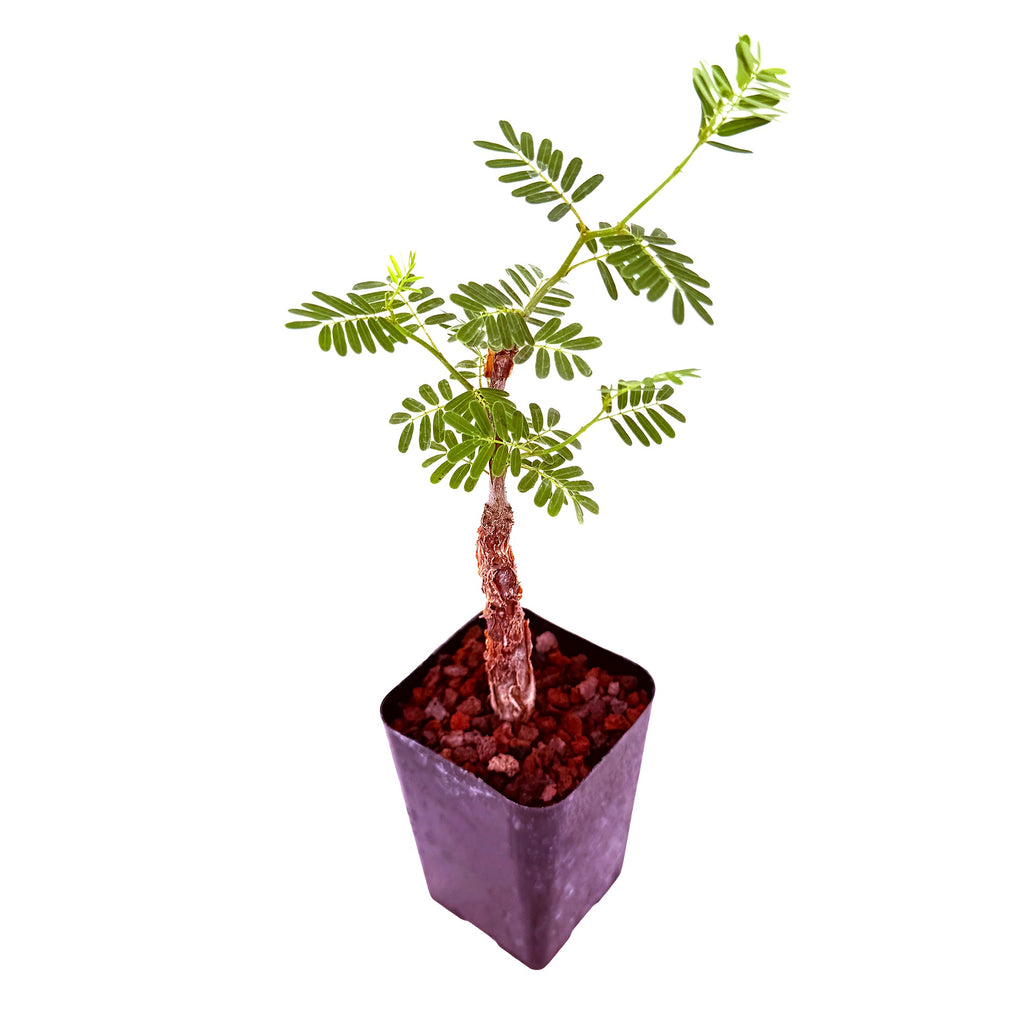 Senna meridionalis