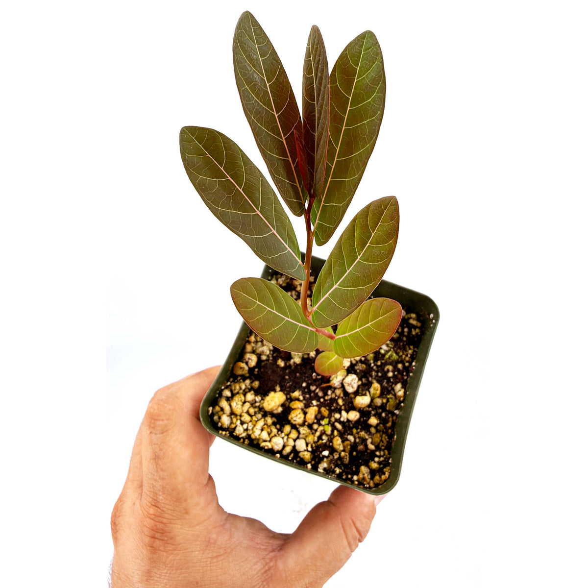 Phyllanthus mirabilis
