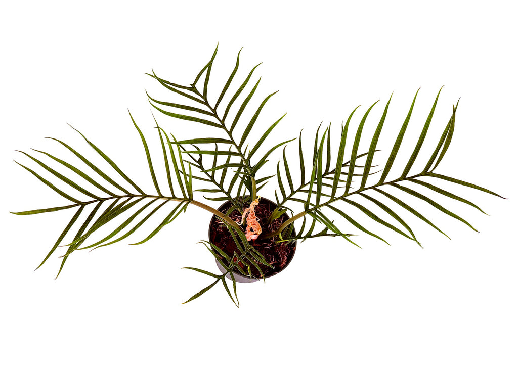 Philodendron tortum