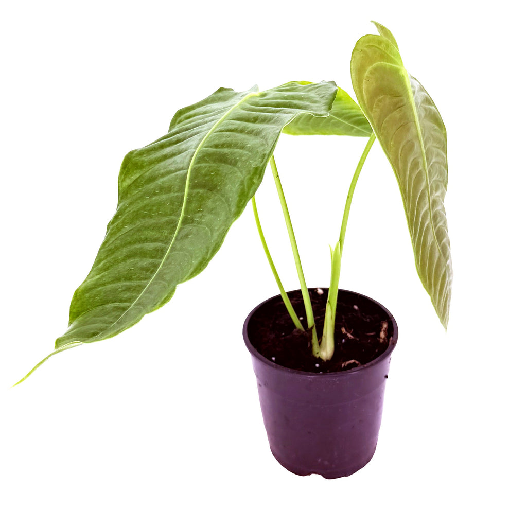 Anthurium veitchii