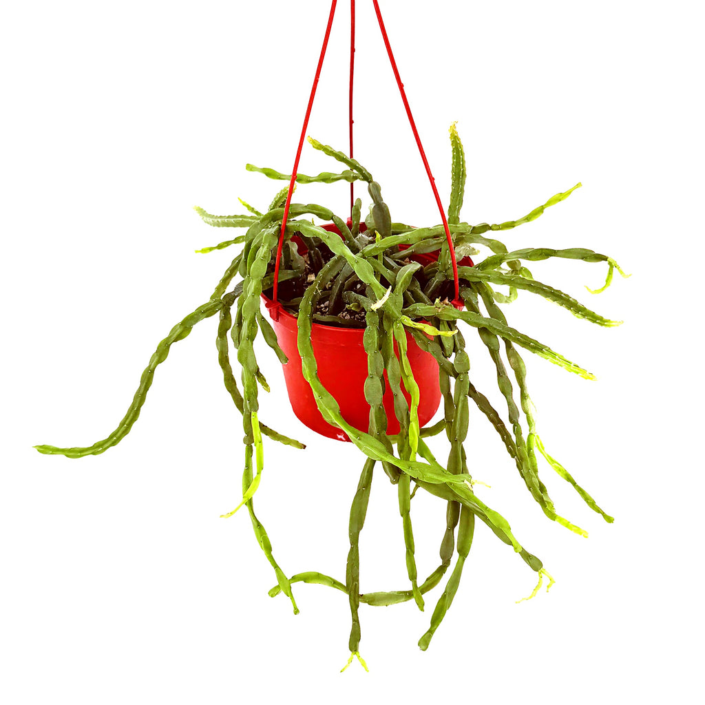 Rhipsalis paradoxa 'Chain Cactus'