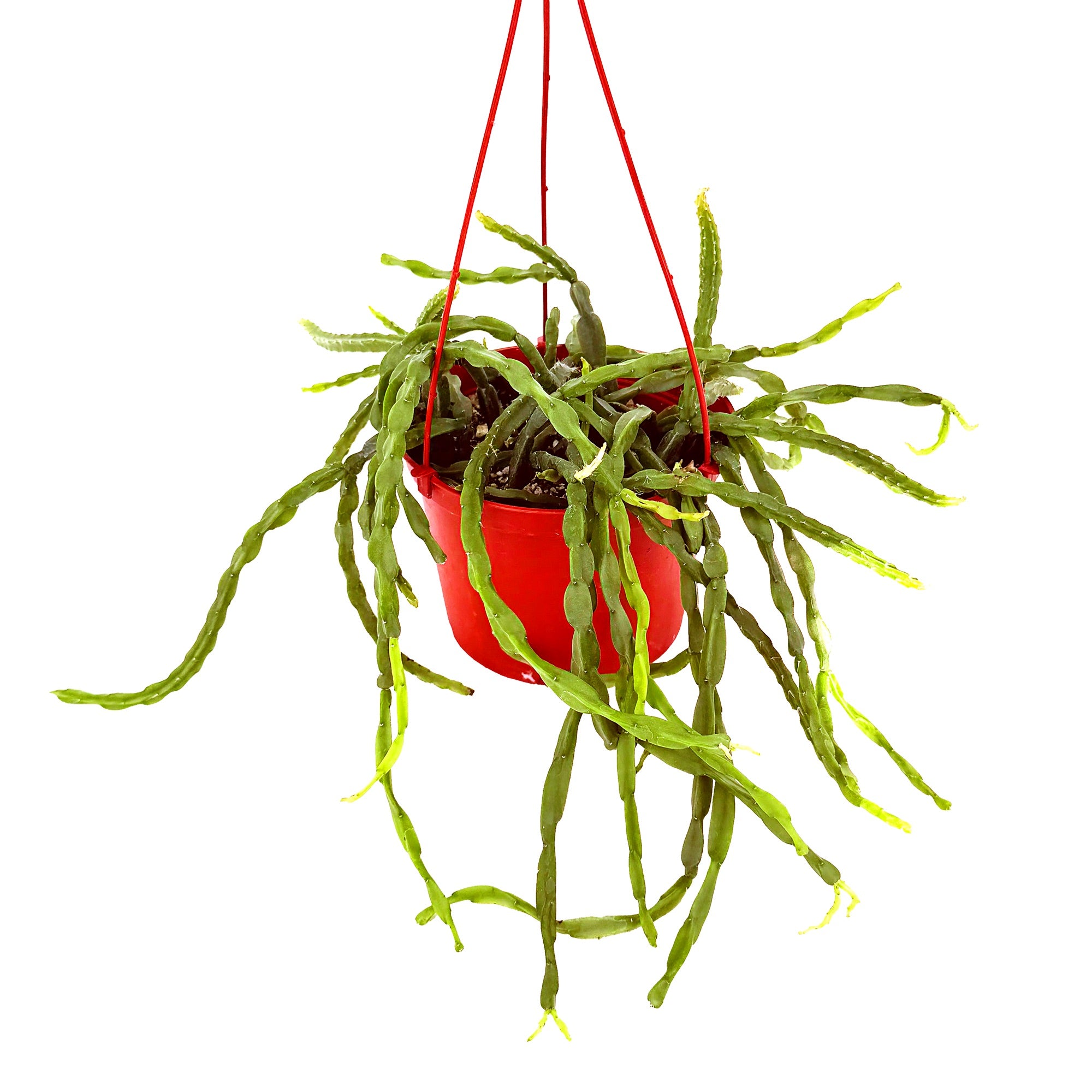Rhipsalis paradoxa 'Chain Cactus'