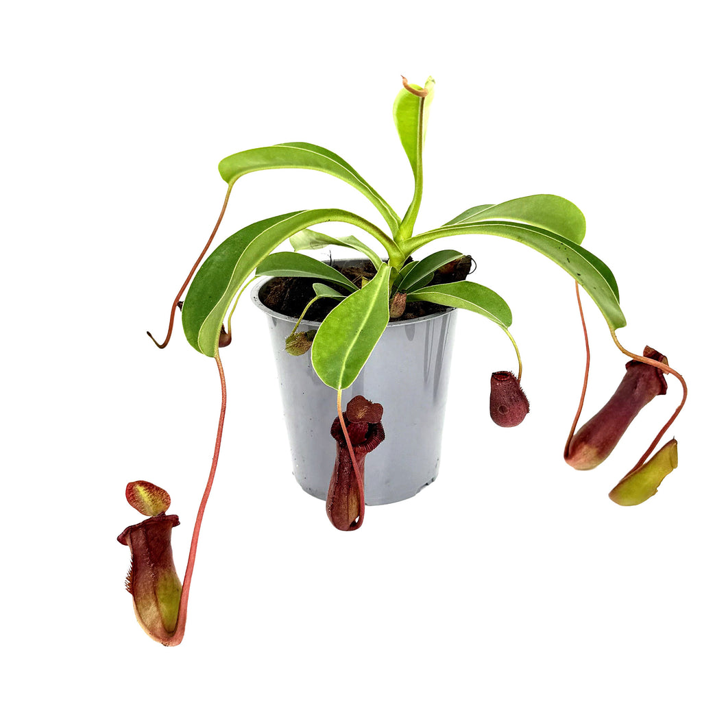 Nepenthes alata 'Pitcher Plant'