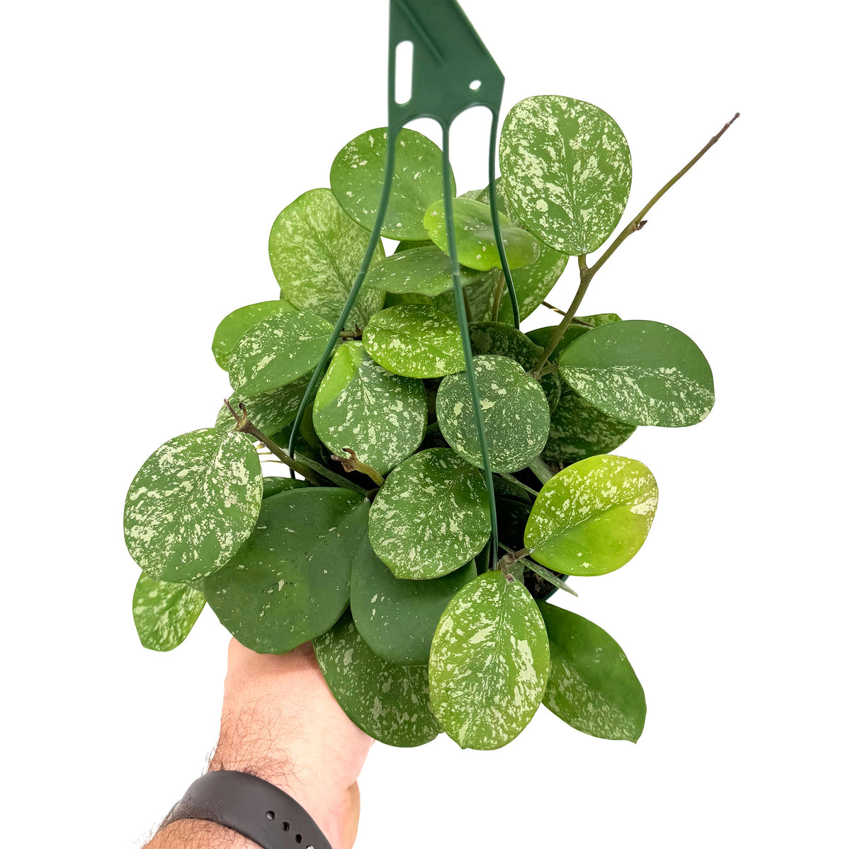 Hoya obovata ‘Splash’