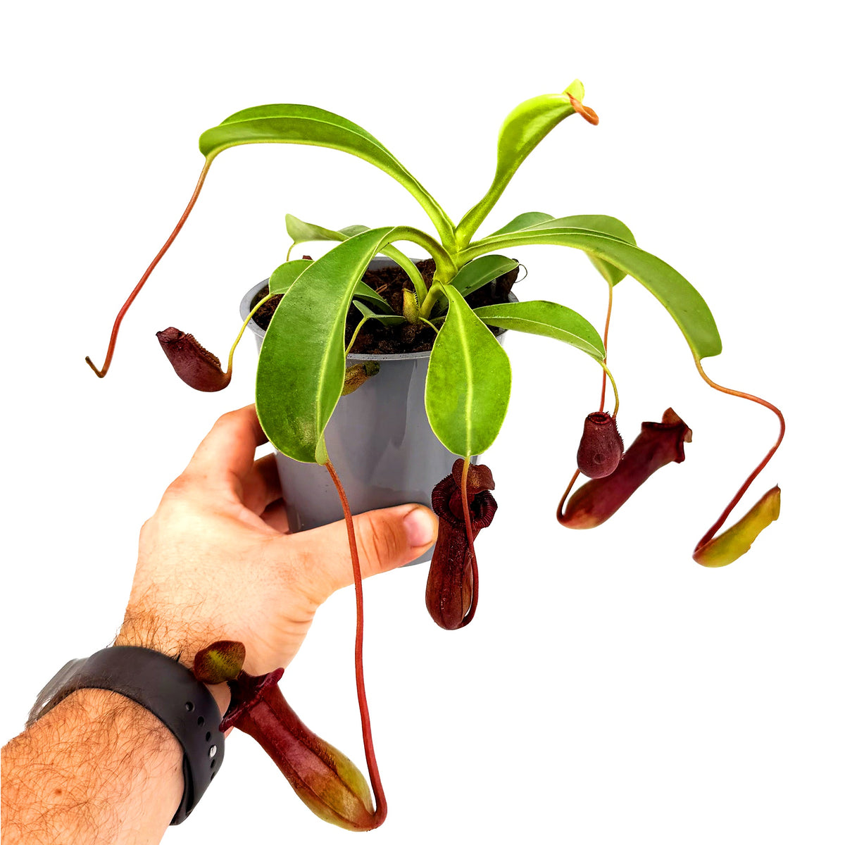 Nepenthes alata 'Pitcher Plant'
