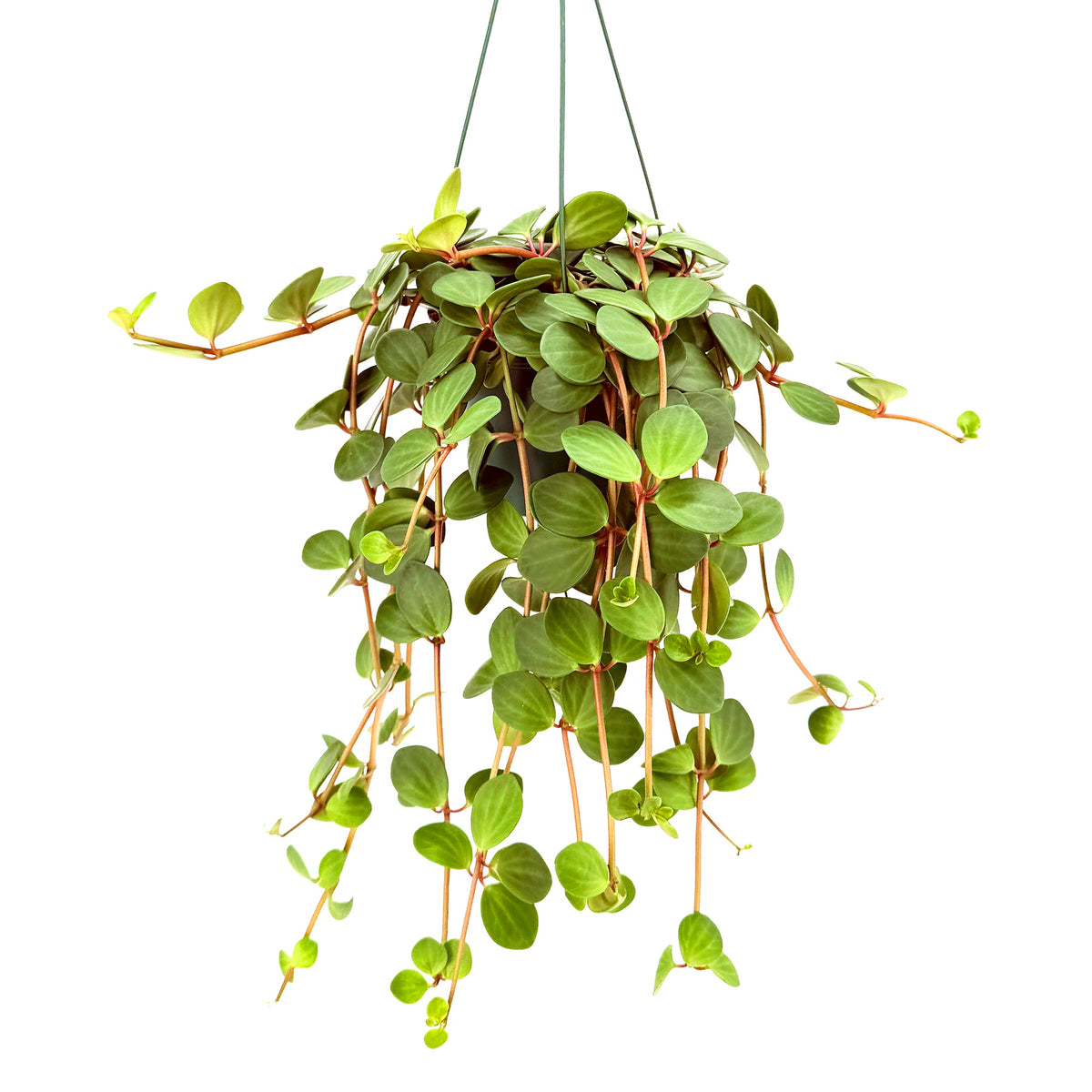 Peperomia 'Hope'
