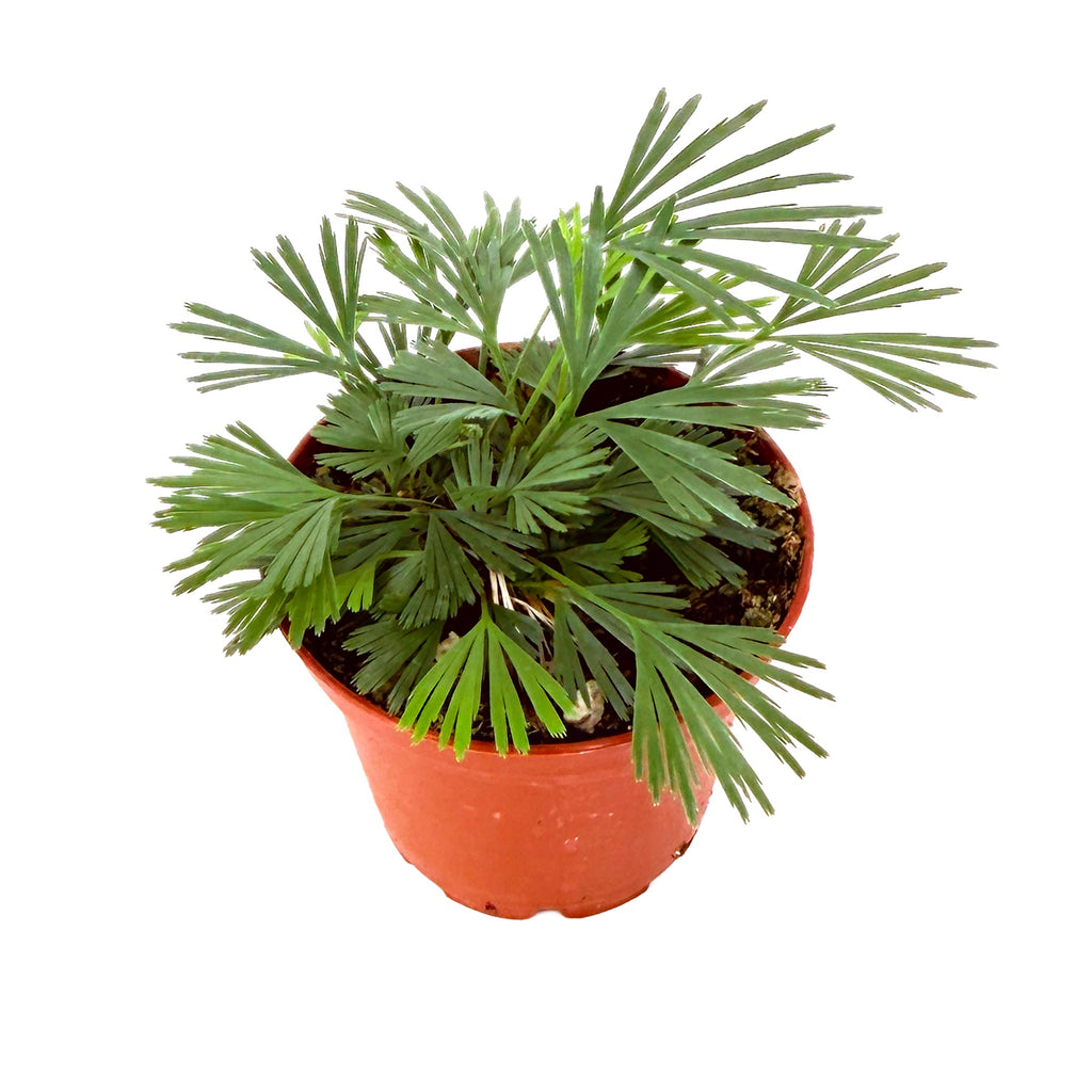 Actiniopteris australis 'Eyelash Fern'