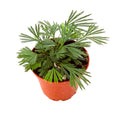 Actiniopteris australis 'Eyelash Fern'