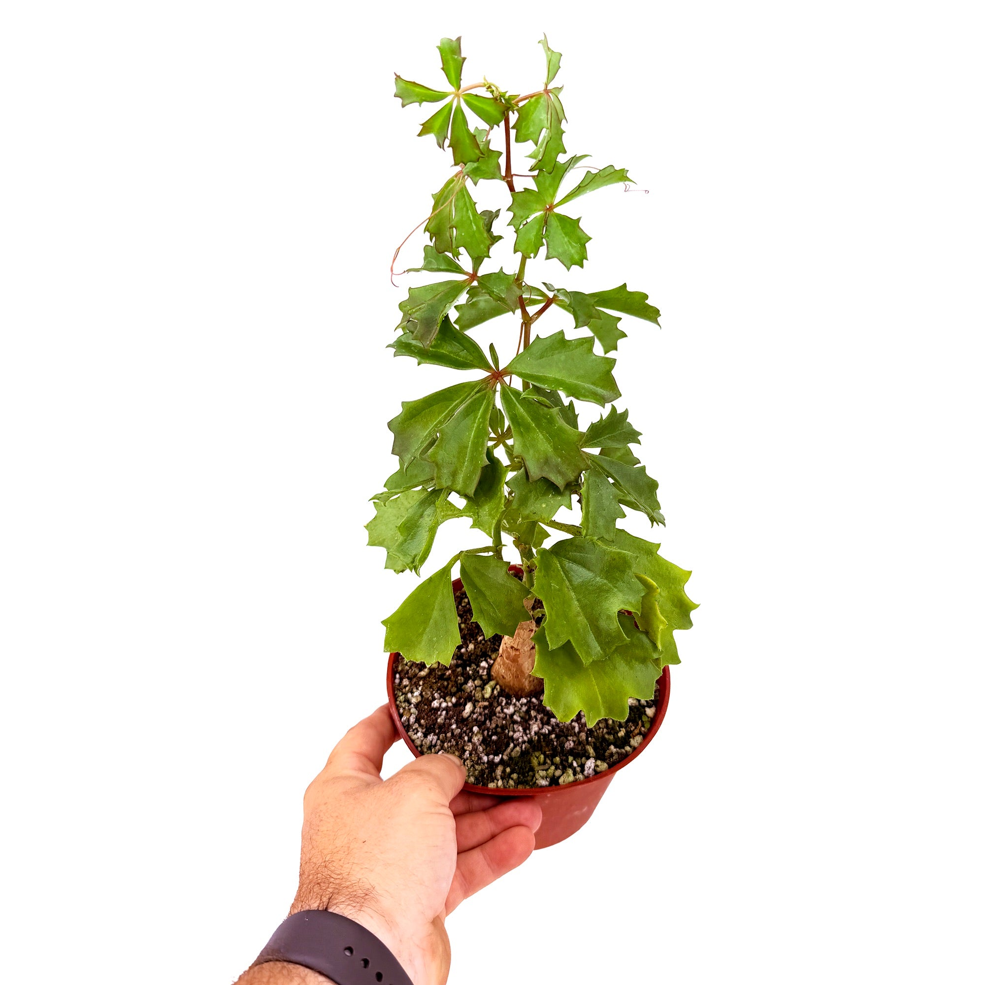 Cyphostemma cirrhosum 'Caudex Grape Vine'
