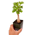 Cyphostemma cirrhosum 'Caudex Grape Vine'