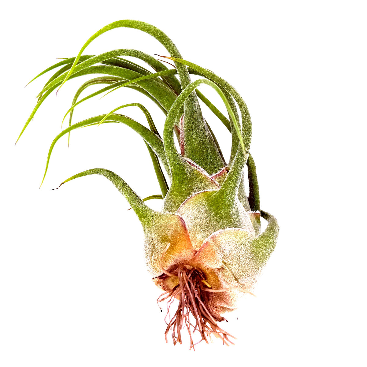 Tillandsia seleriana