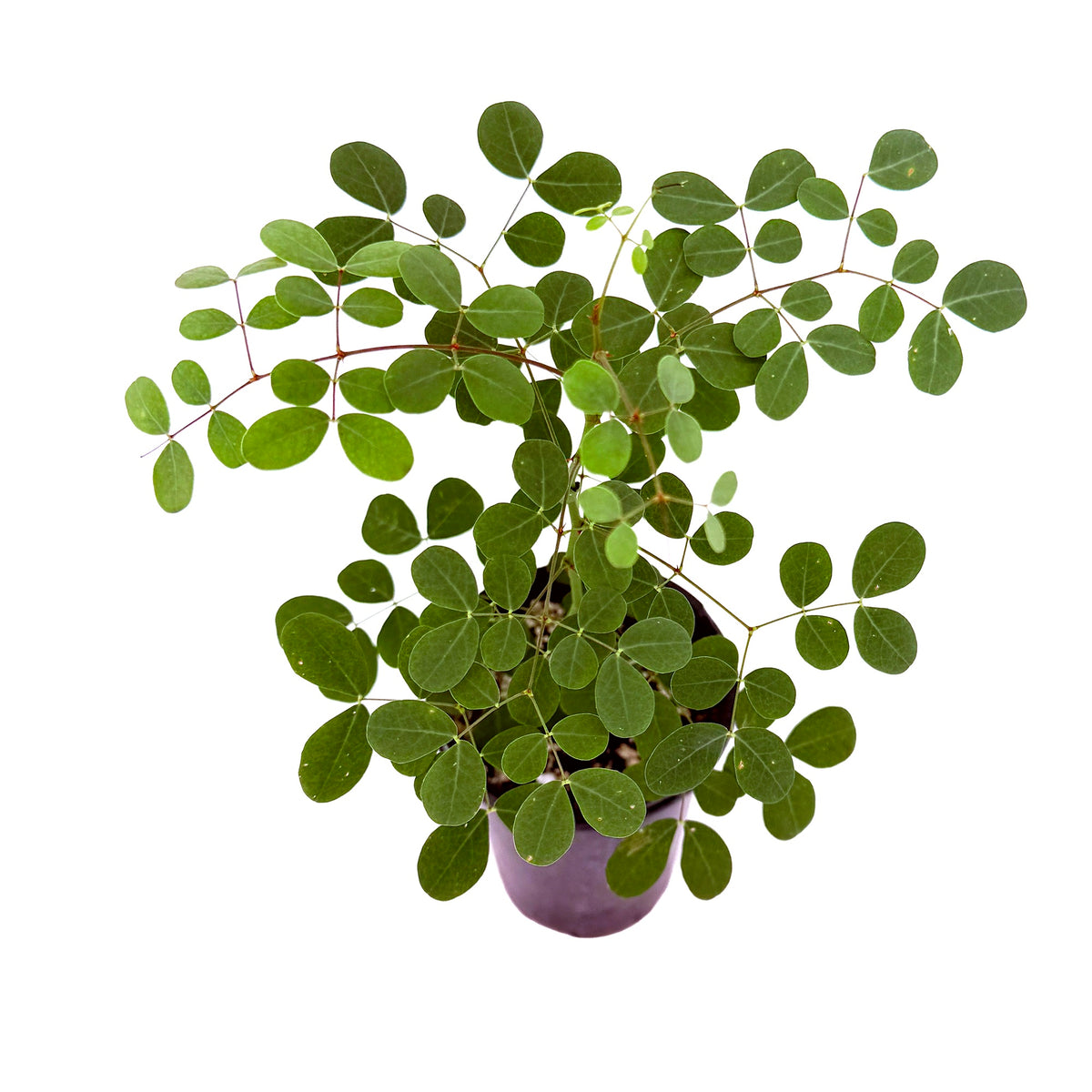Tara cacalaco ‘Cascalote’