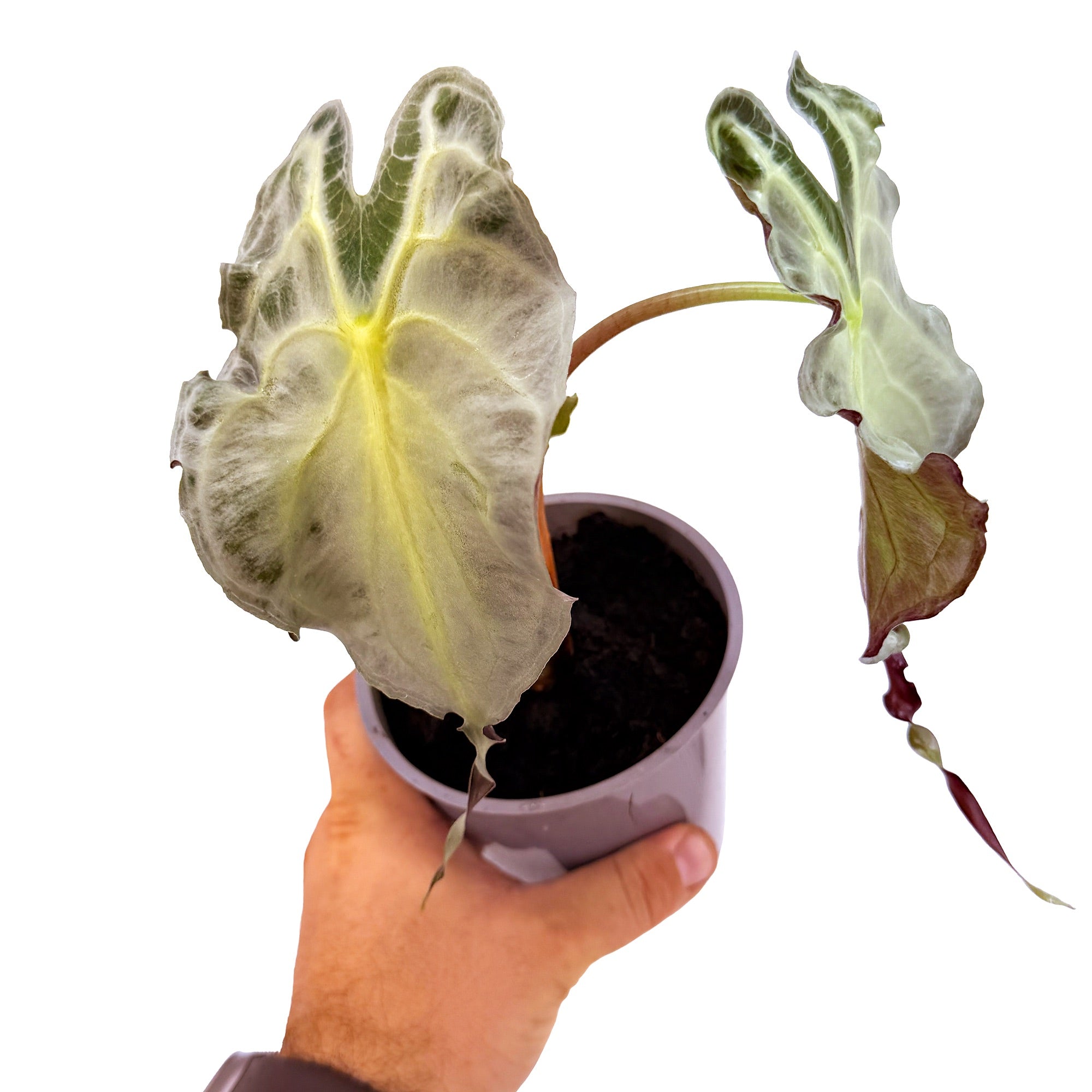 Alocasia 'Venom'