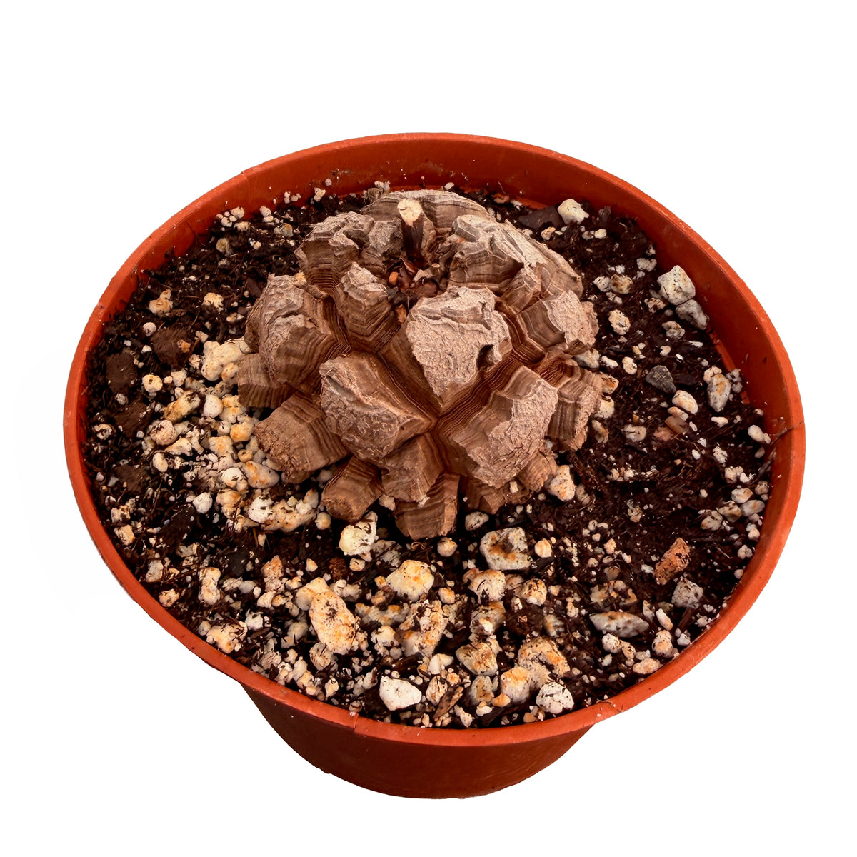 Dioscorea elephantipes 'Elephant's Foot'