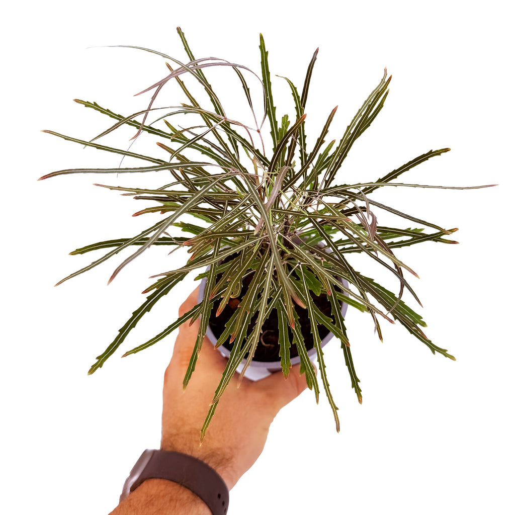 Plerandra elegantissima 'False Aralia'