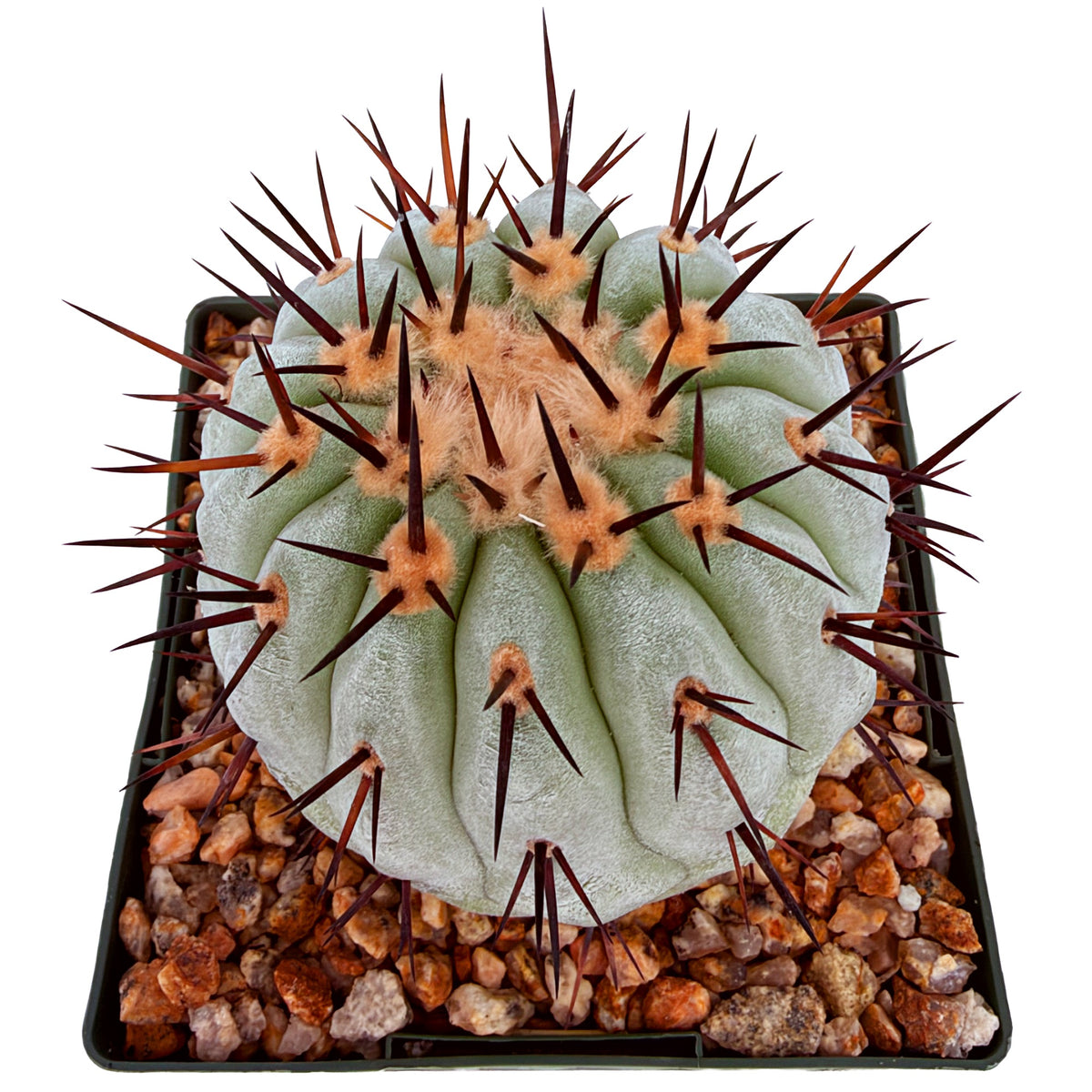Copiapoa cinerea
