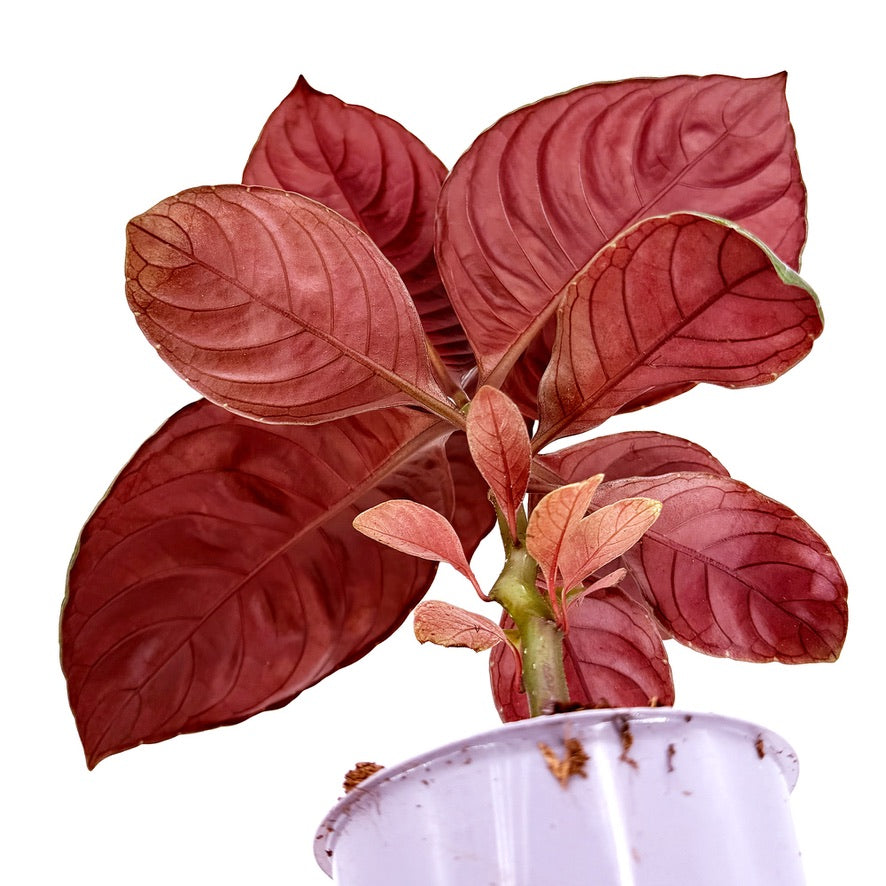 Aphelandra squarrosa ‘Nova Fuego'
