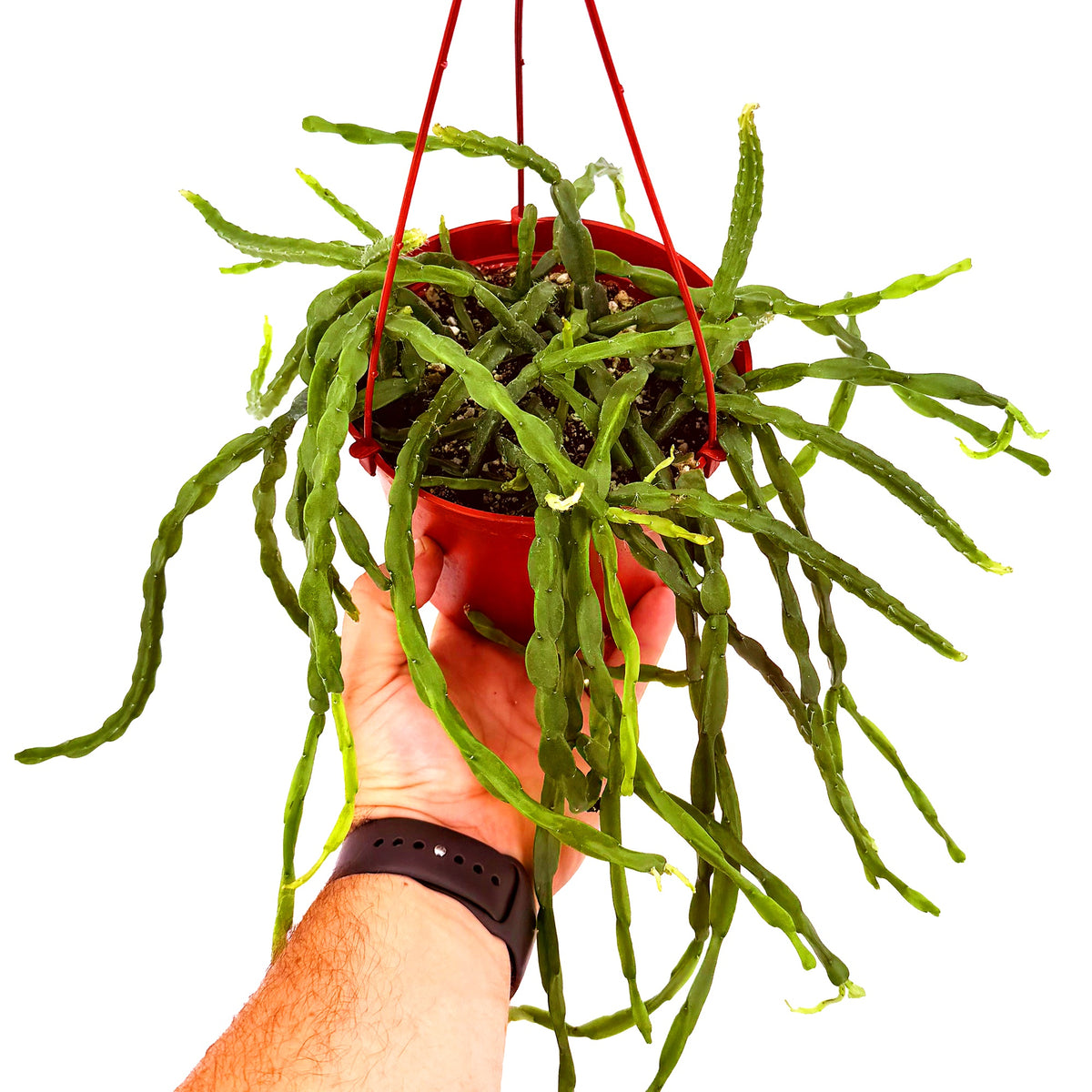 Rhipsalis paradoxa 'Chain Cactus'
