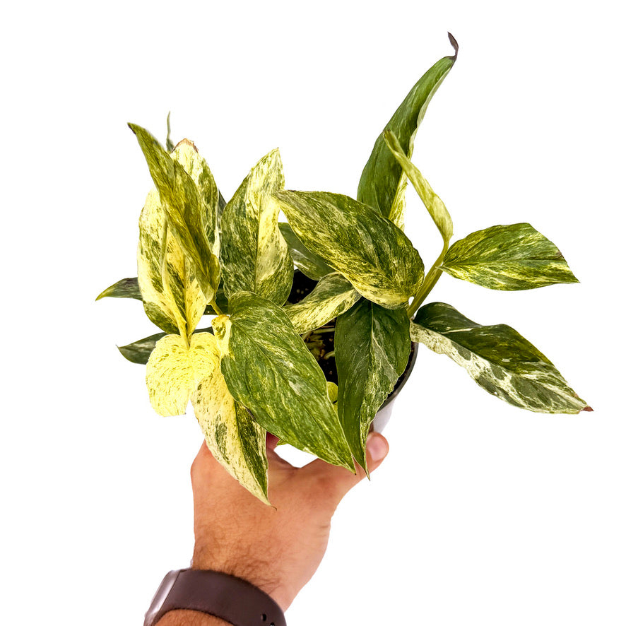 Epipremnum pinnatum 'Mint'