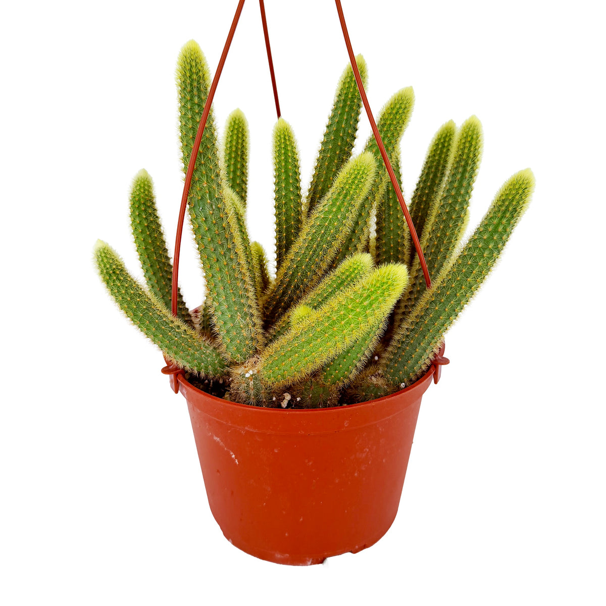 Cleistocactus winteri 'Golden Rat Tail Cactus'