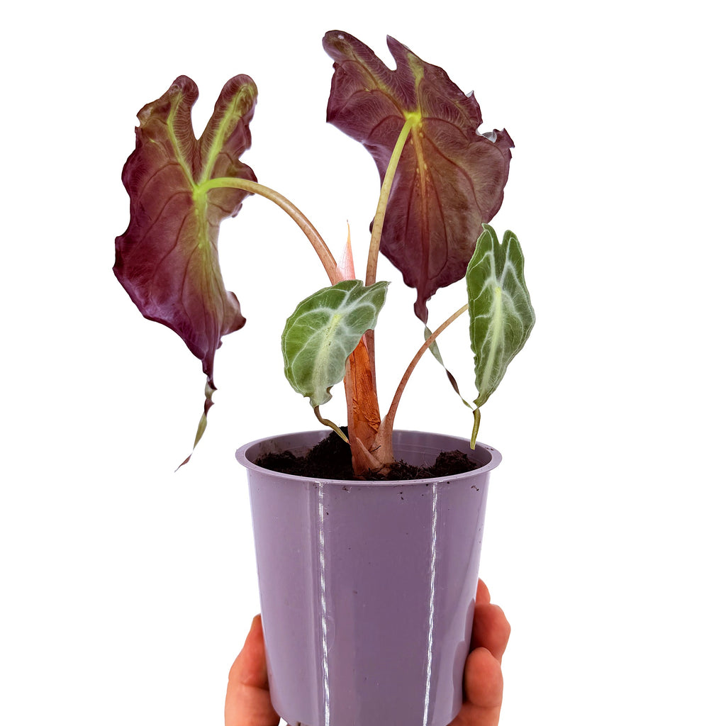Alocasia 'Venom'
