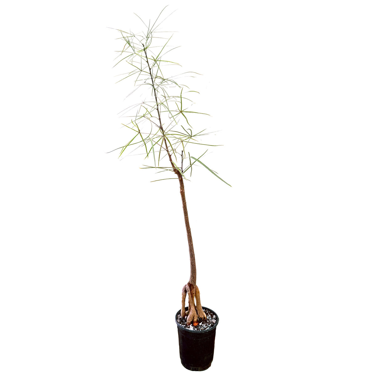 Brachychiton rupestris 'Character Cut Backs'