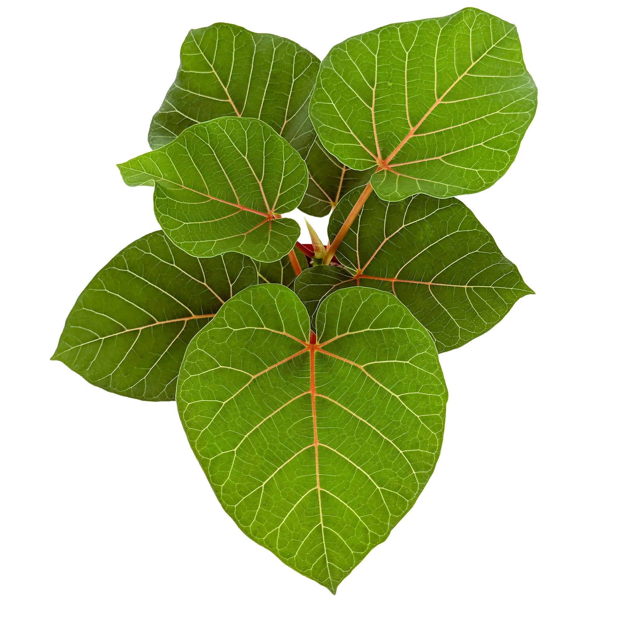 Ficus abutilifolia