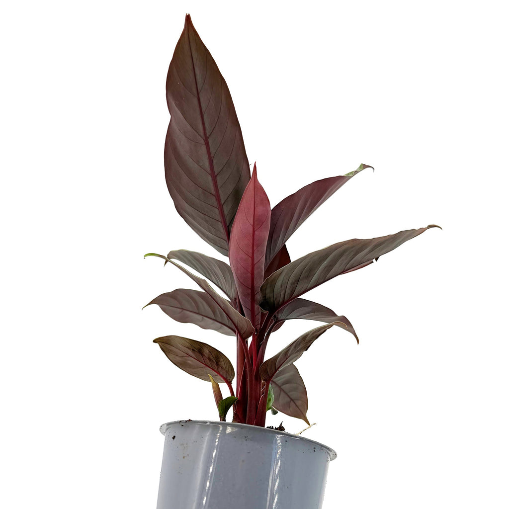Apoballis acuminatissima ‘Lavallaei’